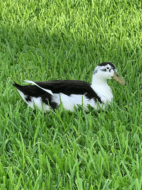 Louie