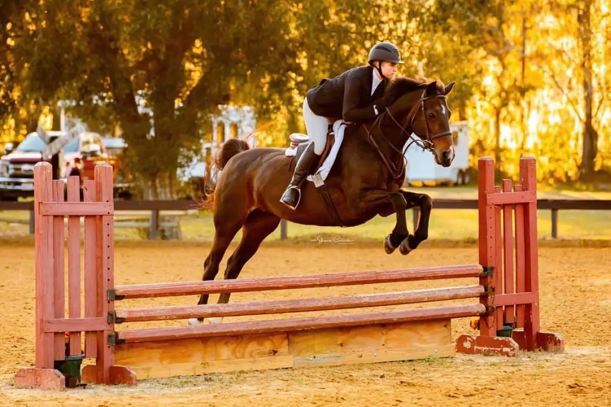 Equine Insurance Melissa Ems Insurance