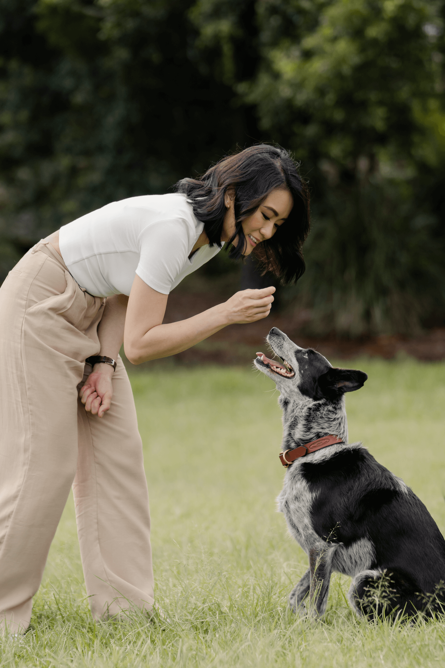 Services Brisbane Behaviour Vet Australia