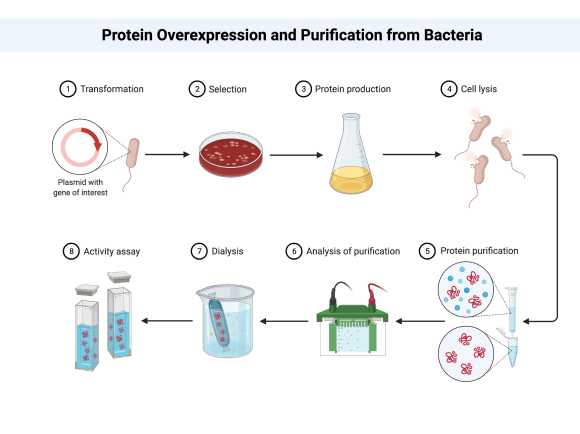 Feature rich Scientific Software for Figure Making BioRender