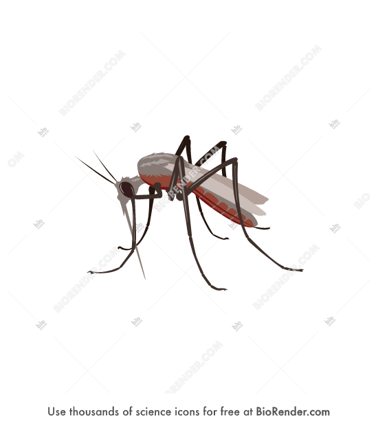 Free Mosquito Icons Symbols Images BioRender