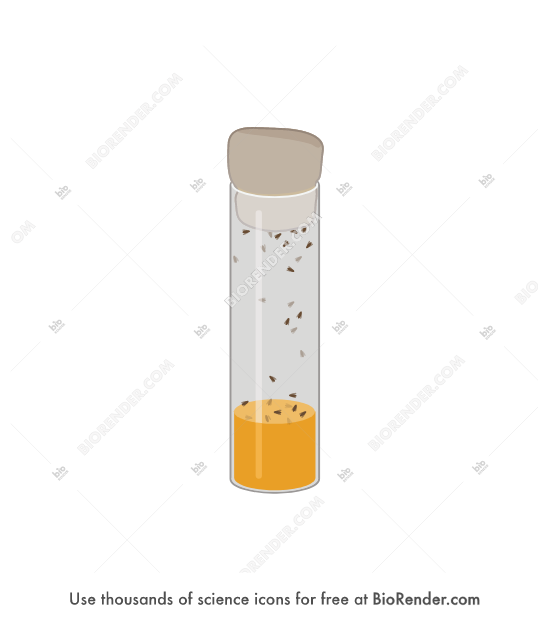 Free Food vial (with drosophila) 2 Icons, Symbols & Images BioRender