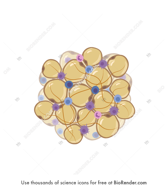 Free Adipose tissue (with immune cells, ECM) Icons, Symbols & Images