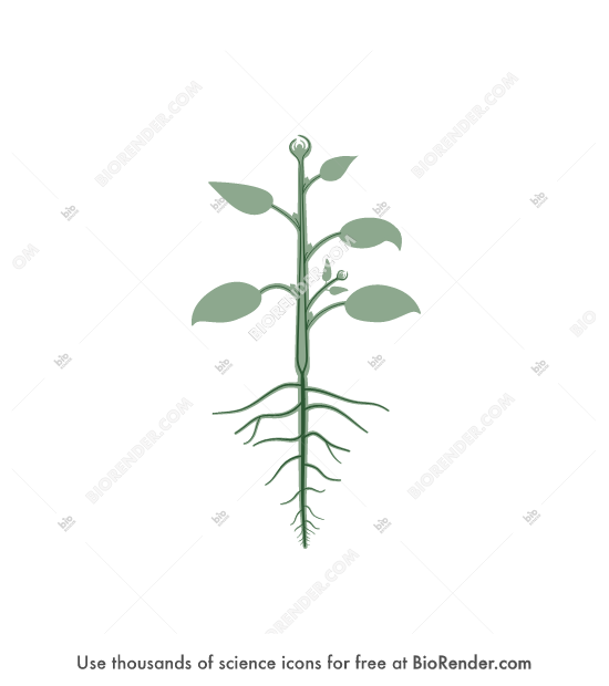 Free Generic plant 2 (conduction) Icons, Symbols & Images | BioRender