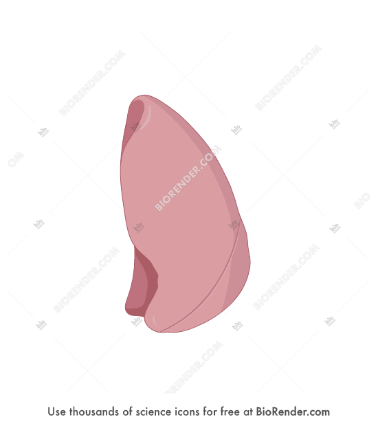 Free Lung (left, compressed) Icons, Symbols & Images BioRender