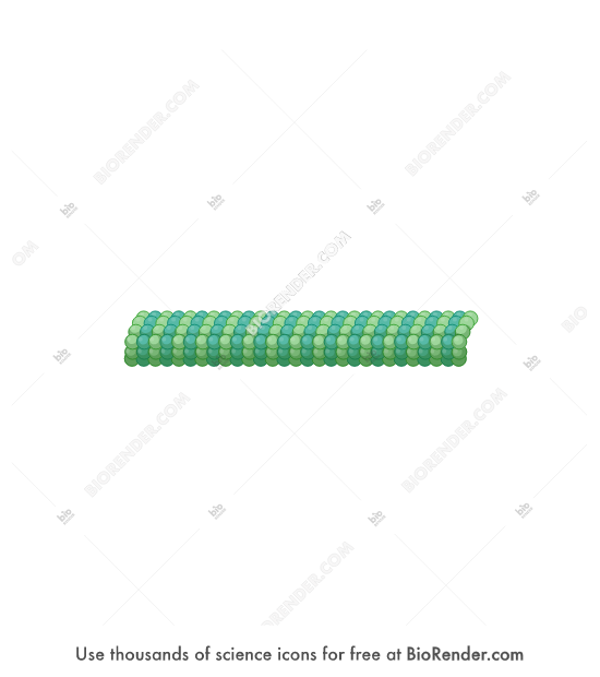 Free Microtubule (short) Icons, Symbols & Images BioRender
