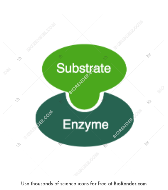 Generic enzyme 1 - Editable icon of generic oval enzyme bound to oval substrate