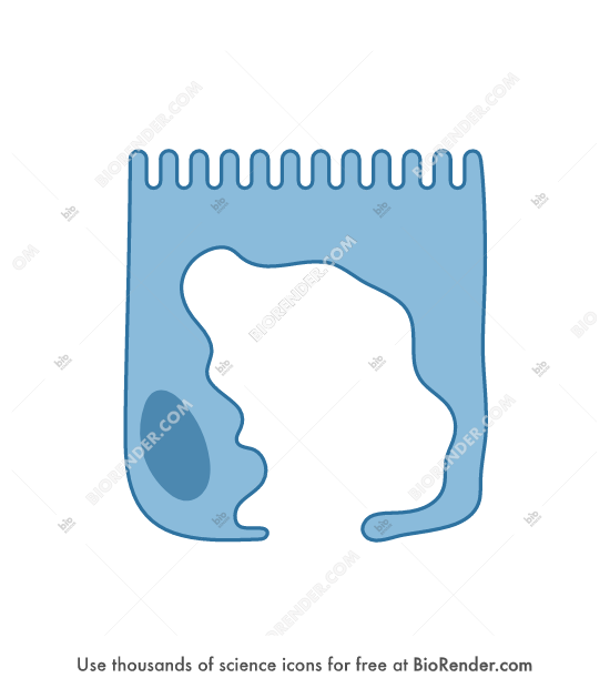 Free M-cell (with microfolds) Icons, Symbols & Images | BioRender