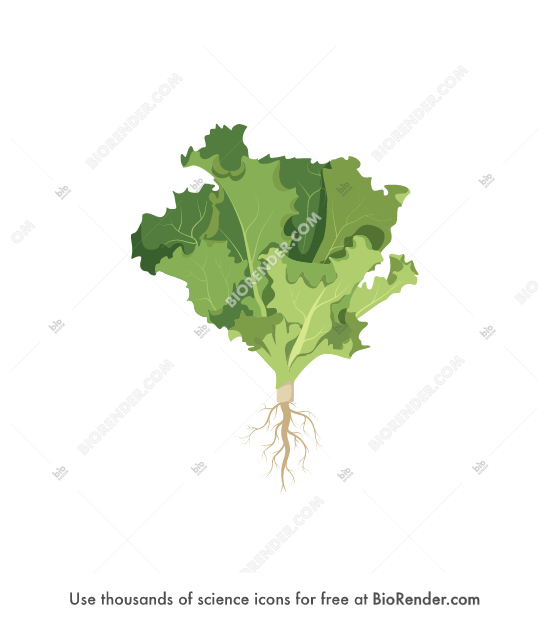 Free Lettuce Icons, Symbols & Images BioRender