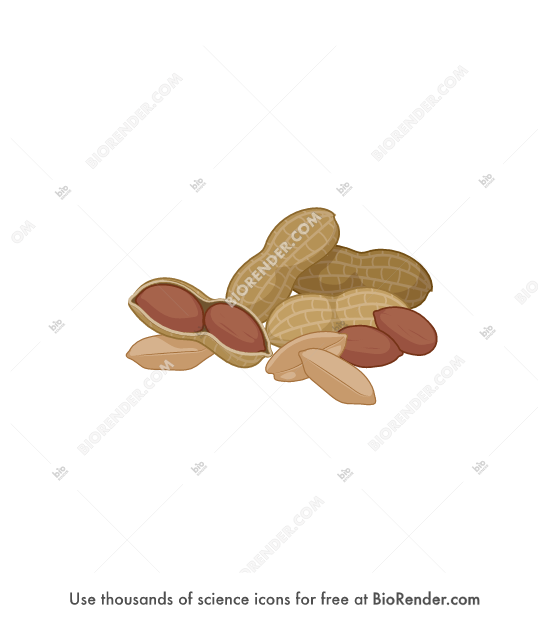 Free Peanuts Icons, Symbols & Images BioRender