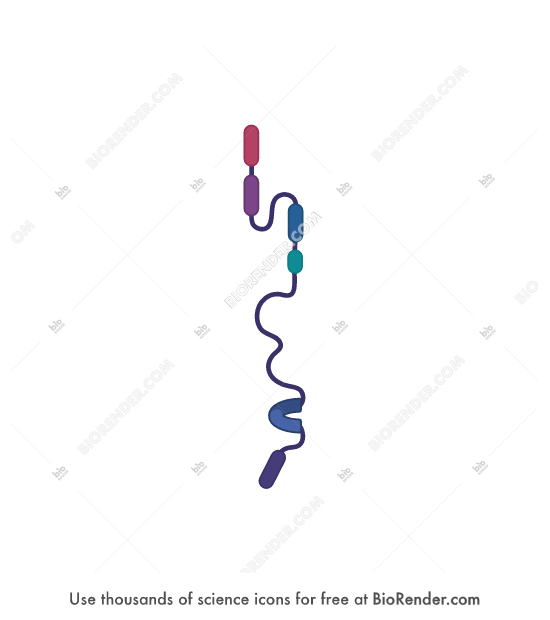 Free Formin (monomer) Icons, Symbols & Images | BioRender