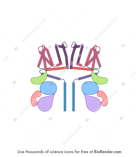 Free TRPM 2 Channel (closed) Icons, Symbols & Images BioRender