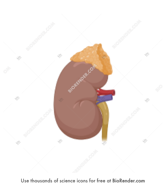 Free Kidney (right, with adrenal gland) Icons, Symbols & Images BioRender