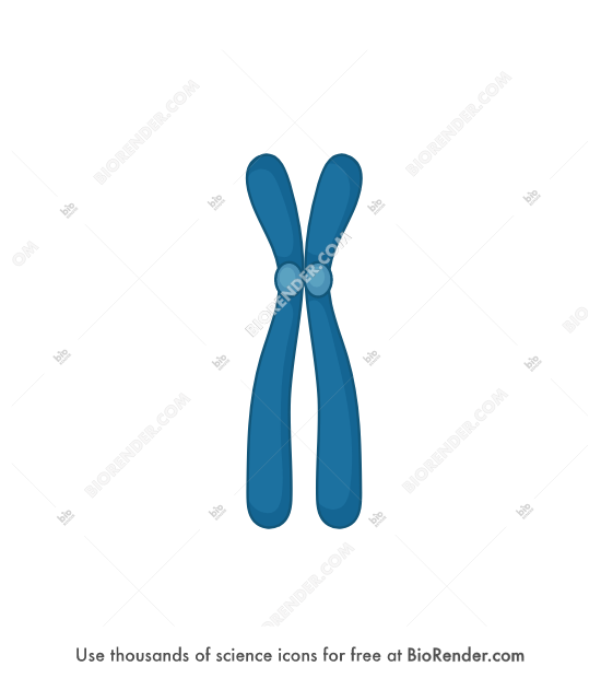 Free Chromosome (simple, submetacentric) Icons, Symbols & Images ...