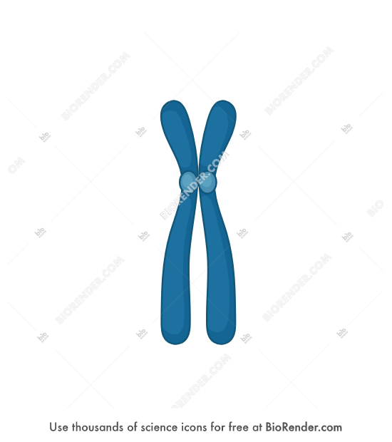 Chromosome (simple, submetacentric)  - Editable icon of a sub-metacentric chromosome with 2 sister chromatids and 2 kinetochores slightly above the middle of chromosome