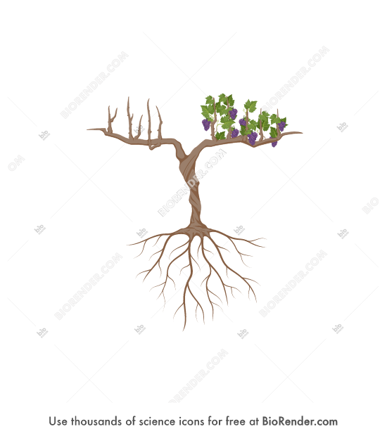 Free Grape vines (half with roots) Icons, Symbols & Images BioRender