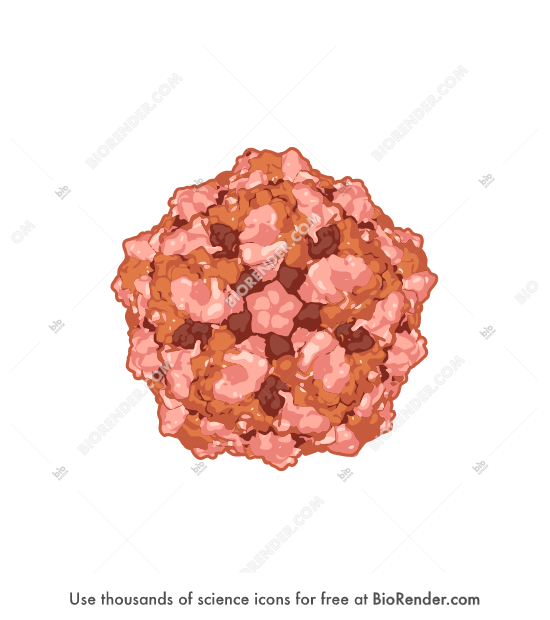 Free Porcine parvovirus (PPV) Icons, Symbols & Images BioRender