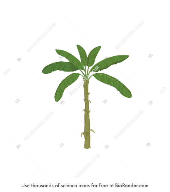 Free Banana plant (without bananas) Icons, Symbols & Images BioRender
