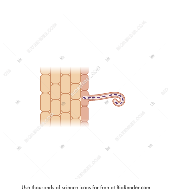 Free Root hair (infection thread) Icons, Symbols & Images BioRender