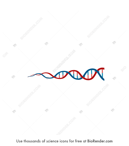 DNA (tapered)