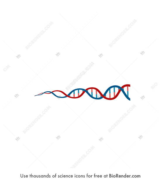 DNA (tapered) - Editable icon of a DNA helix segment with nucleotide base pairs depicted tapering to the left