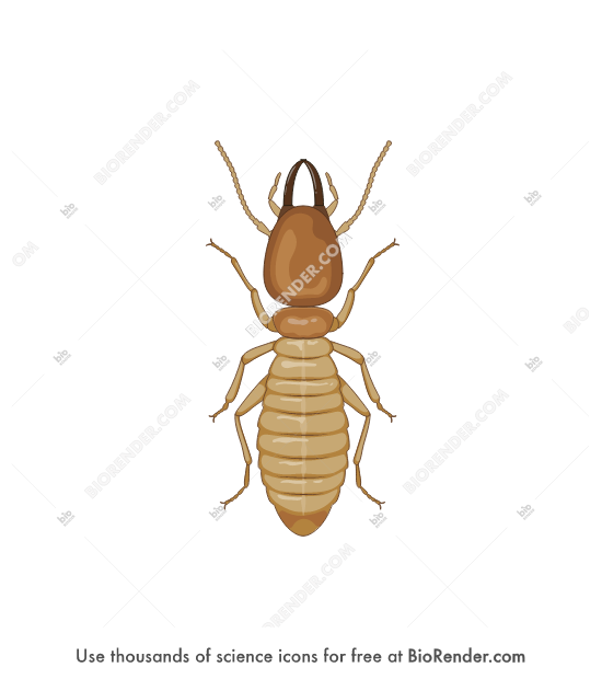 Free Formosan termite (Coptotermes formosanus) Icons, Symbols & Images ...