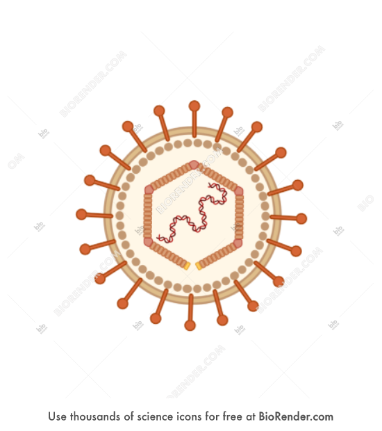 Free epstein barr virus icons symbols images biorender