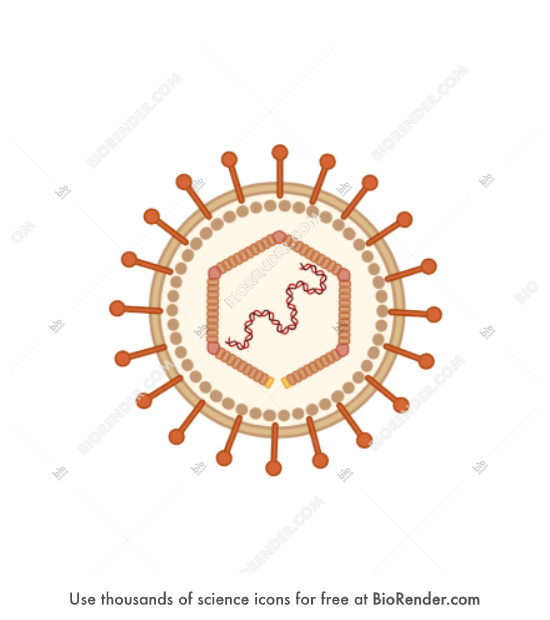 Epstein-Barr virus - Editable icon of Epstein-Barr virus