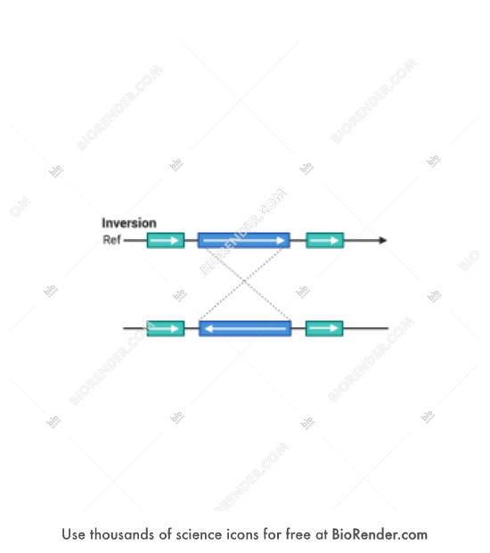 Genome structural variation (inversion) - Editable icon of Genome structural variation (inversion)