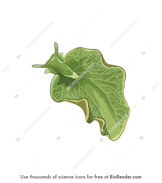 Free Eastern emerald elysia (Elysia chlorotica) Icons, Symbols & Images ...