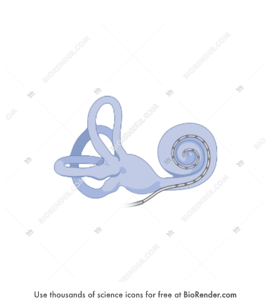 Free Inner ear with cochlear implant Icons, Symbols & Images | BioRender