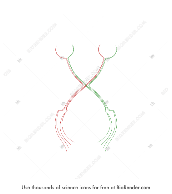 Free Optic chiasm (tracts) Icons, Symbols & Images BioRender