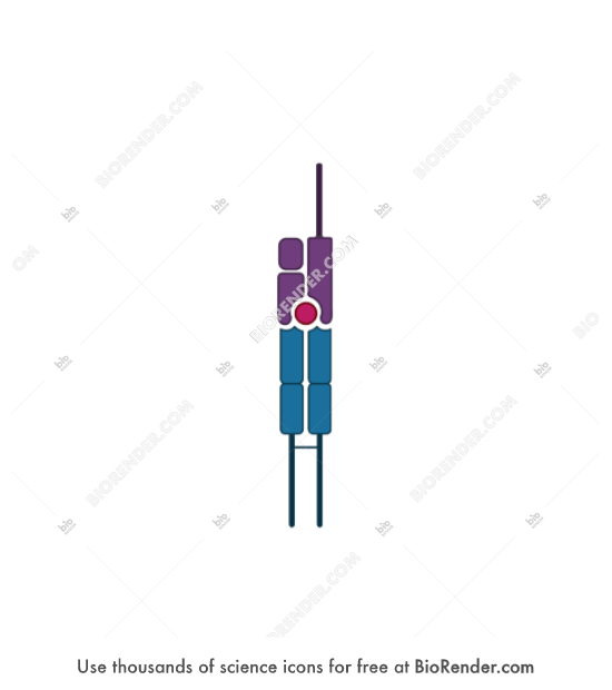 Free MHC1-TCR complex Icons, Symbols & Images | BioRender