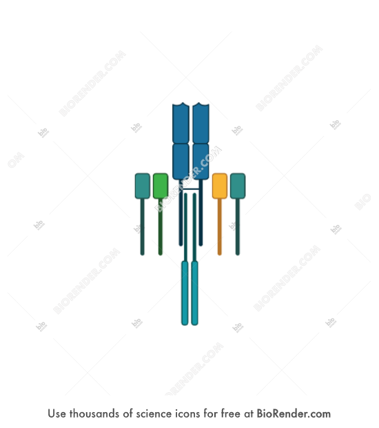 Free TCR (with CD3εδ, CD3γε, CD3ζ) Icons, Symbols & Images | BioRender