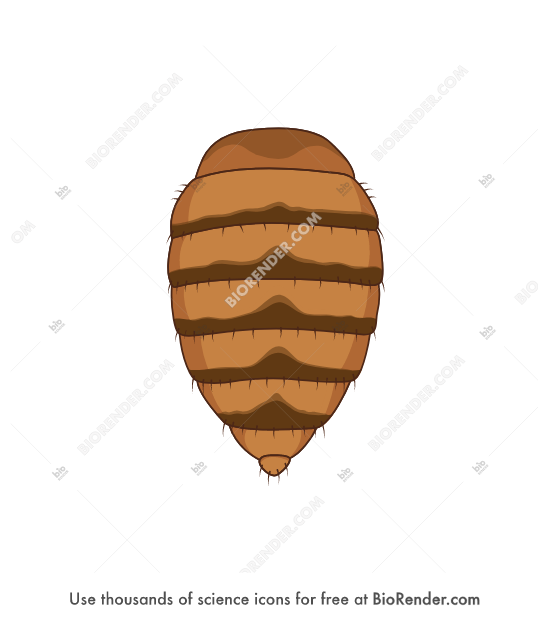 Drosophila abdomen (dorsal, female)