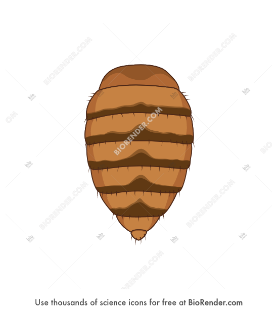 Drosophila abdomen (dorsal, female) - Editable icon of Drosophila abdomen (dorsal, female)