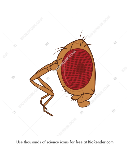 Free Drosophila head (lateral, antennapedia) Icons, Symbols & Images ...