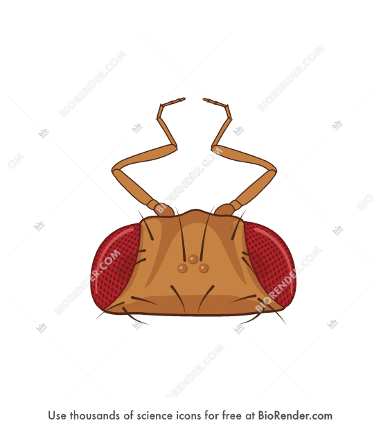 Free Drosophila head (dorsal, antennapedia) Icons, Symbols & Images ...