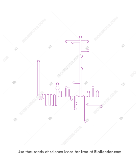 Free EMCV 5'UTR Icons, Symbols & Images | BioRender
