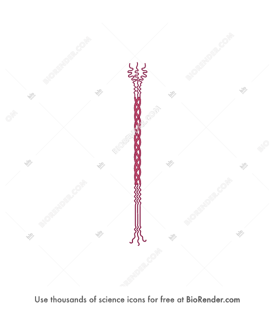 Free MARCO Icons, Symbols & Images | BioRender