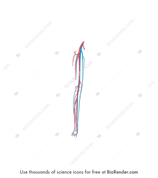 Vasculature (lower limb) - Editable icon of Vasculature (lower limb)