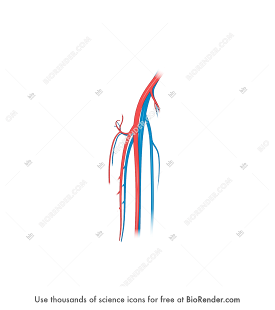 Free Vasculature (thigh) Icons, Symbols & Images BioRender