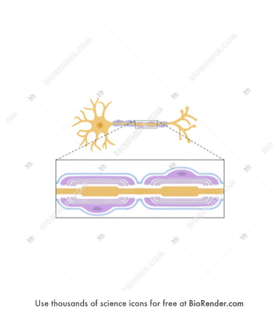 Free Myelin sheath zoom in (PNS) Icons, Symbols & Images BioRender