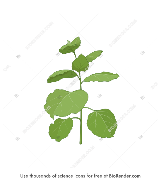 Free Nicotiana benthamiana Icons, Symbols & Images BioRender