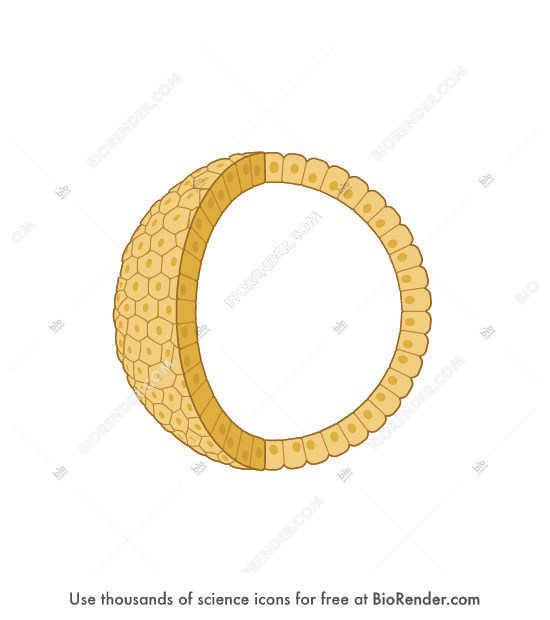 Free Spheroid (3D, cross-section, shell) Icons, Symbols & Images ...