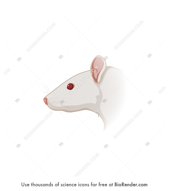 Free Rat head (lateral) Icons, Symbols & Images | BioRender