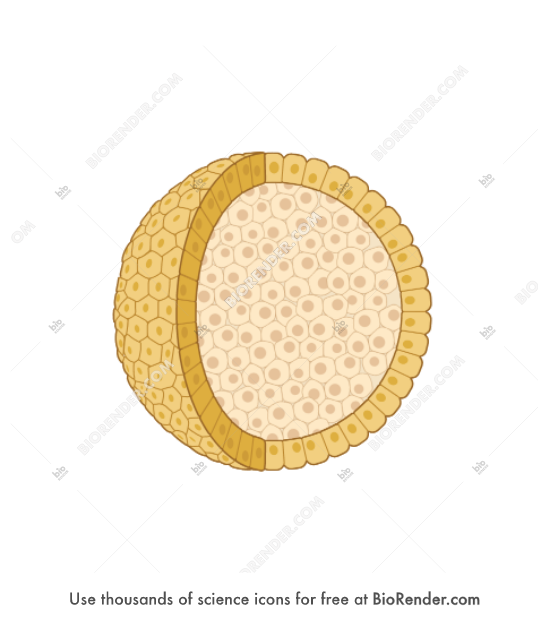 Free Spheroid (3D, cross-section, editable core) Icons, Symbols ...