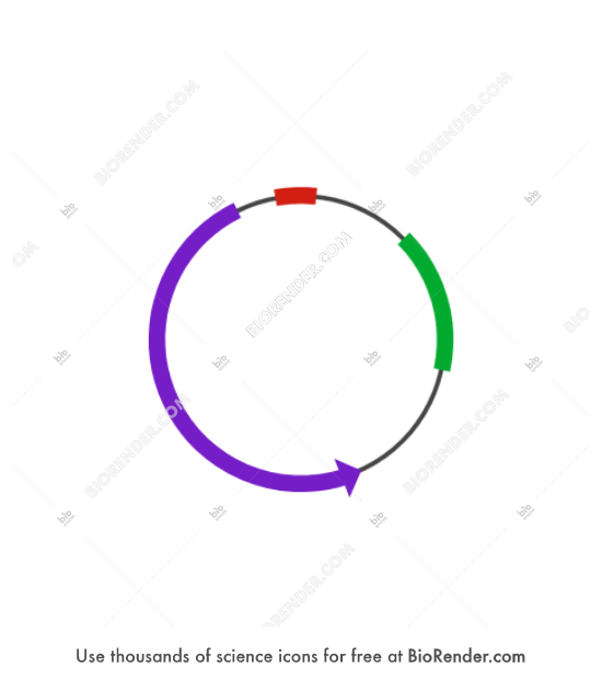 Plasmid (3a) - Editable icon of Circular plasmid with a red ori segment, a green segment, and a counter clockwise purple arrow