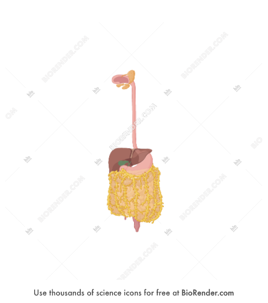 Omentum (greater, on digestive system) - Editable icon of Greater omentum, a large, apron-like visceral, fatty peritoneum over a digestive system