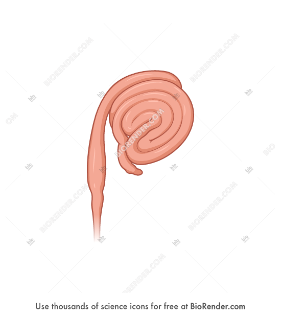 Free Pig (intestine, large, anterior) Icons, Symbols & Images BioRender